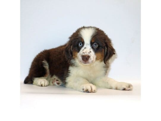 [#3250] Kakuna - Red Male Miniature Australian Shepherd Puppies For Sale