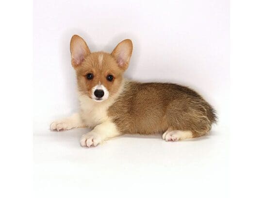 [#3573] Edgar - Red / White Male Pembroke Welsh Corgi Puppies For Sale