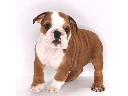 [#3577] Juniper - Red / White Female English Bulldog Puppies For Sale