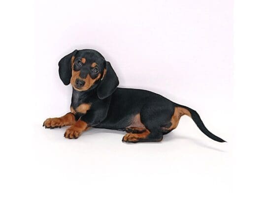 [#3578] Zaida - Black and Tan Female Dachshund Puppies For Sale