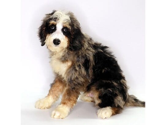 [#3580] Rye - Blue Merle / Tan Male Bernedoodle Puppies For Sale