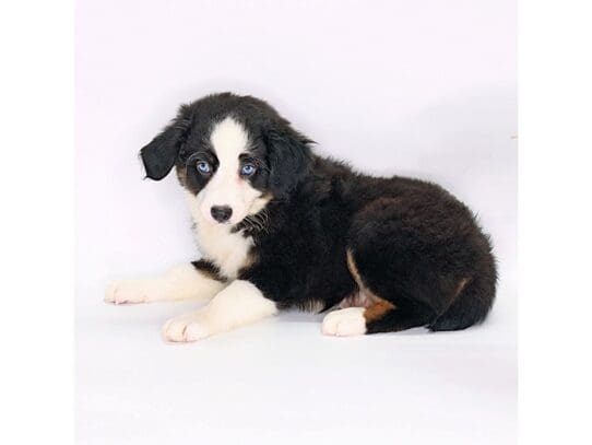 [#3581] Denali - Black Female Miniature Australian Shepherd Puppies For Sale
