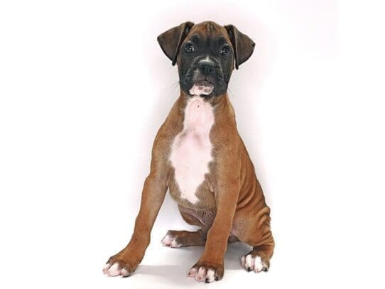 [#3586] Plankton - Fawn / White Male Boxer Puppies For Sale