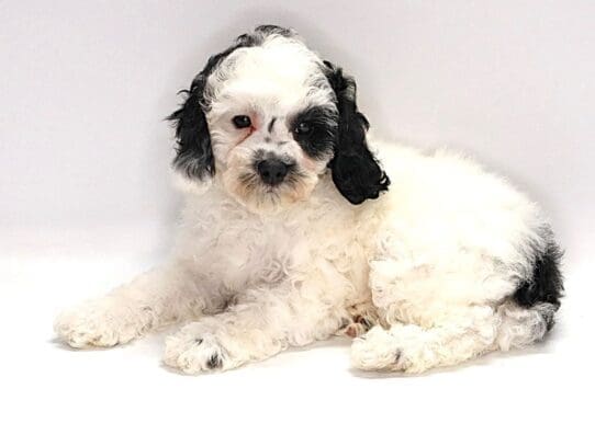 [#3590] Biloxi - White/Black Female Cockapoo Puppies For Sale