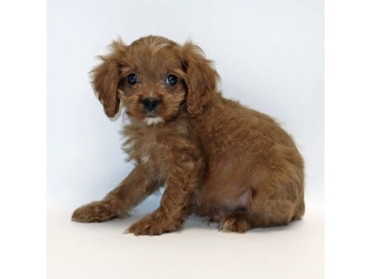 [#3255] Remington - Red Male Cavapoo Puppies For Sale