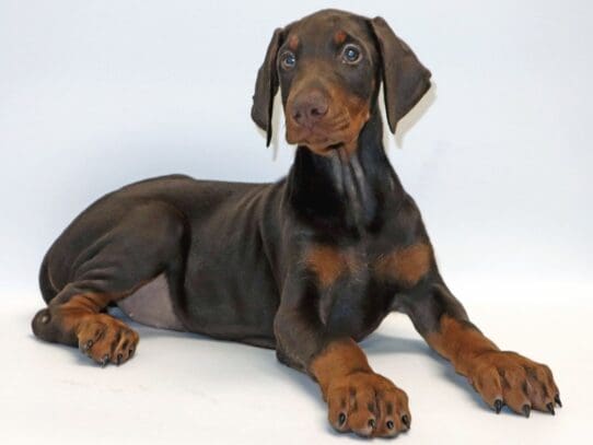 [#3256] Amber - Red / Rust Female Doberman Pinscher Puppies For Sale