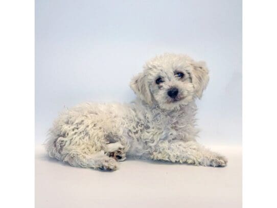 [#3257] Winnie - White Male Bichon Frise Puppies For Sale