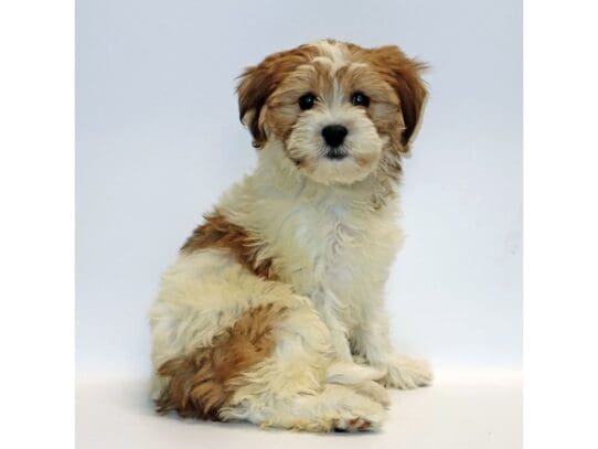 [#3259] Anastasia - Sable / White Female Teddy Bear Puppies For Sale