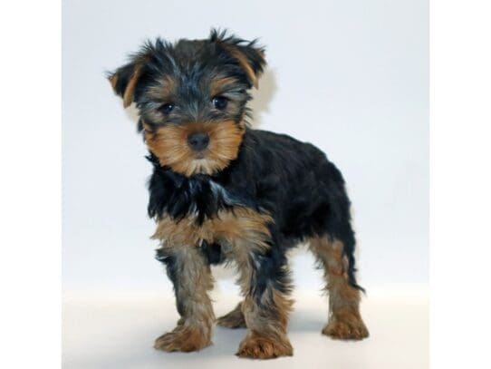 [#3260] Bullet - Black / Tan Male Yorkshire Terrier Puppies For Sale