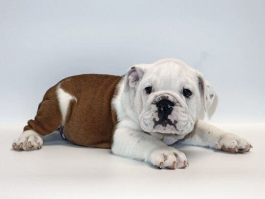 [#3261] Ruger - Red / White Male English Bulldog Puppies For Sale