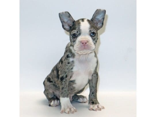 [#3264] Colt - Blue Merle and White Male Boston Terrier Puppies For Sale