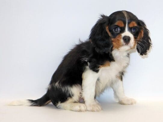 [#3266] Blaser - Tri-Colored Male Cavalier King Charles Spaniel Puppies For Sale