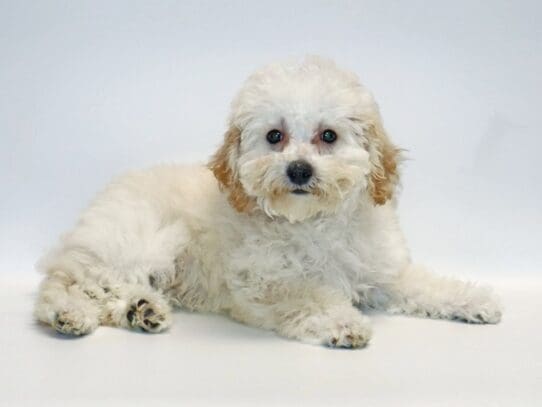 [#3271] Crystal - Cream / White Female Bichapoo Puppies For Sale