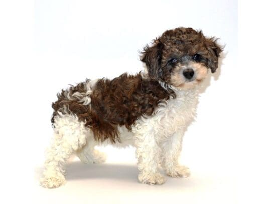 [#3272] Roxie - Brown / White Female Cavapoo Puppies For Sale