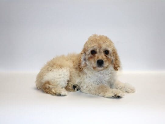 [#3265] Diamond - Female Cockapoo Puppies For Sale