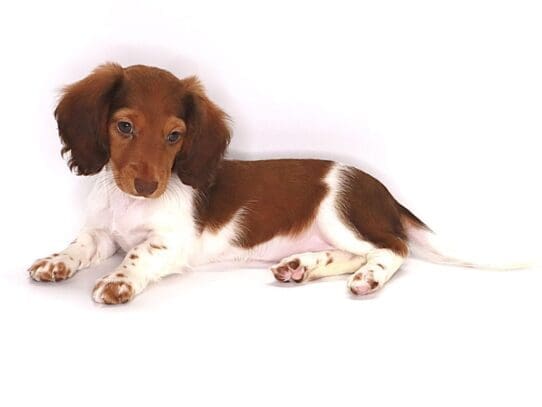 [#3595] Trixie - Red Female Dachshund Puppies For Sale