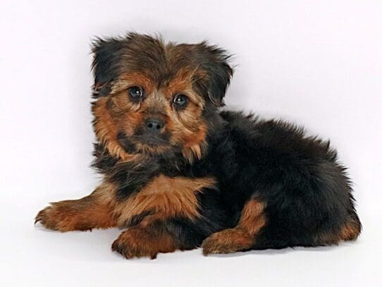 [#3597] Puma - Black and Gold Male Yorkshire Terrier Puppies For Sale