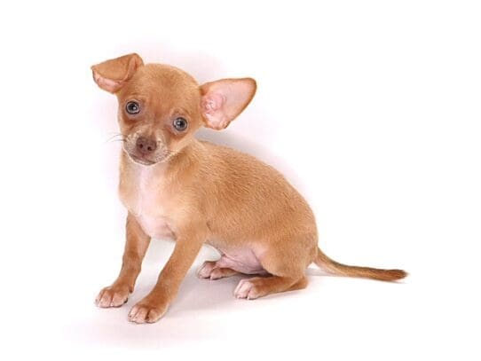 [#3598] Brick - Red Male Chihuahua Puppies For Sale
