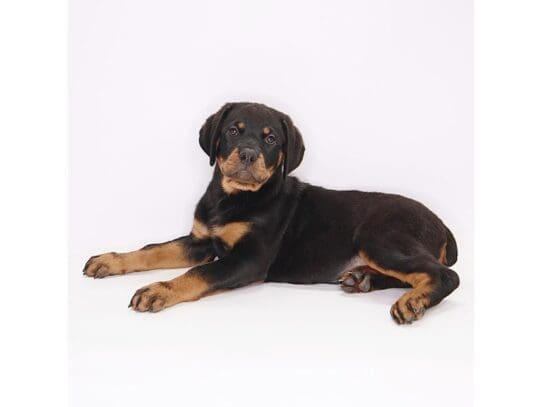 [#3599] Koda - Black and Mahogany Female Rottweiler Puppies For Sale