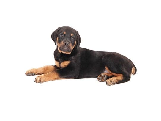 [#3600] Rocco - Black and Mahogany Male Rottweiler Puppies For Sale