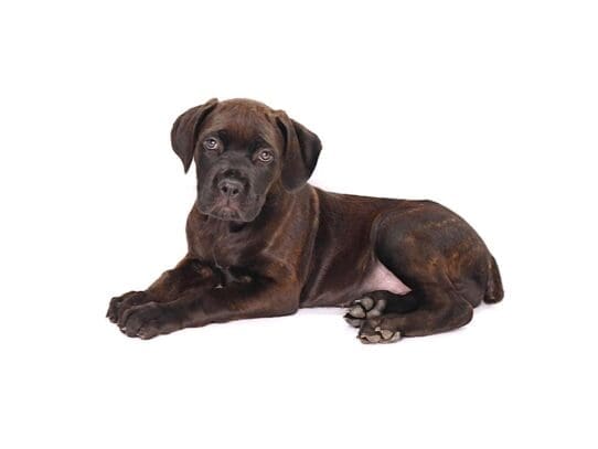 [#3602] Mystique - Black Female Cane Corso Puppies For Sale