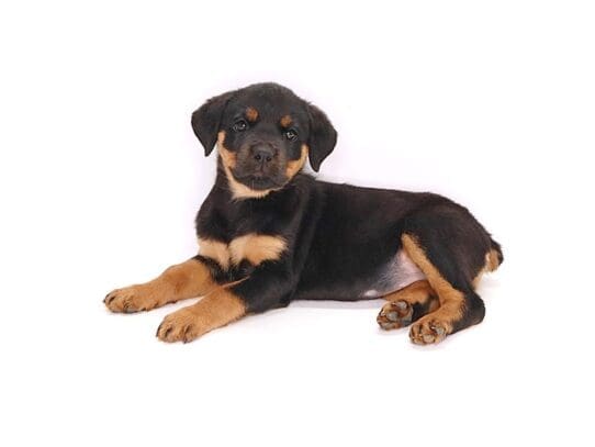 [#3604] Nala - Black / Tan Female Rottweiler Puppies For Sale