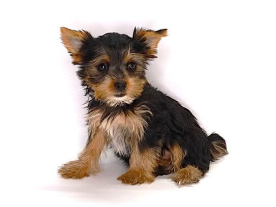 [#3606] Coco - Black / Tan Female Yorkshire Terrier Puppies For Sale