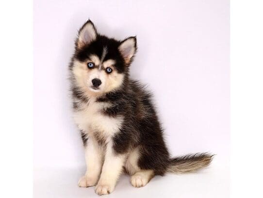 [#3607] Mobey - Gray / White Male Pomsky Puppies For Sale