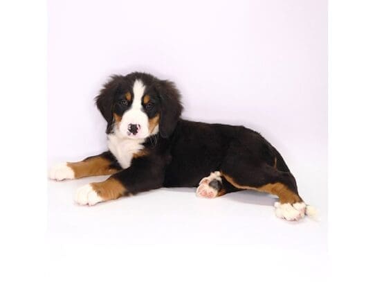 [#3608] Cash - Black/ Rust/ White Male Bernese Mountain Dog Puppies For Sale