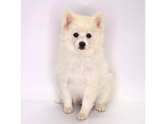 [#3609] Sookie - Cream Female Pomsky Puppies For Sale
