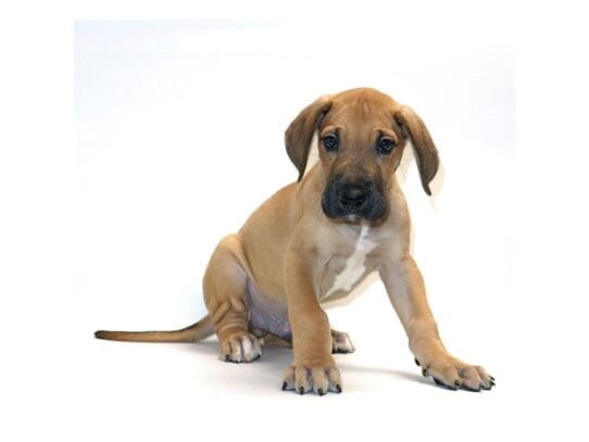 [#3273] Scooby - Fawn Male Great Dane Puppies For Sale