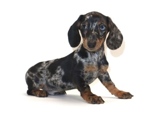 [#3274] Patch - Black and Silver Dapple Male Dachshund Puppies For Sale