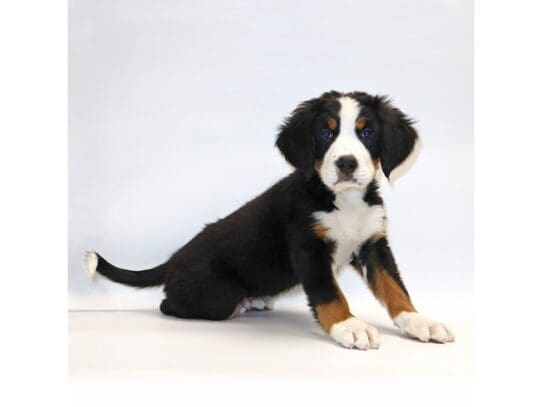 [#3275] Pongo - Black Rust and White Male Bernese Mountain Dog Puppies For Sale