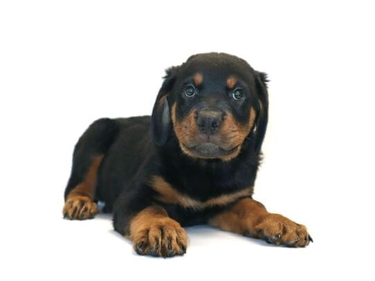 [#3278] Roscoe - Black and Mahogany Male Rottweiler Puppies For Sale