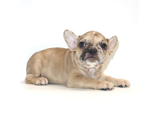 [#3279] Stella - Blue Merle Female French Bulldog Puppies For Sale