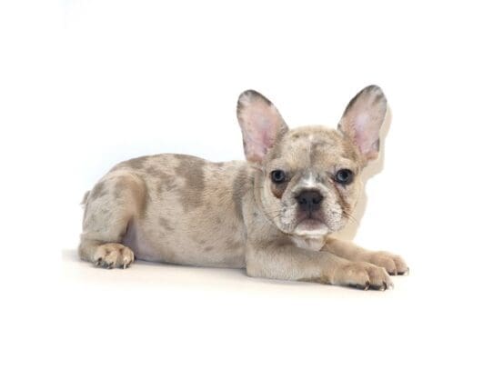 [#3280] Bella - Blue Merle Female French Bulldog Puppies For Sale