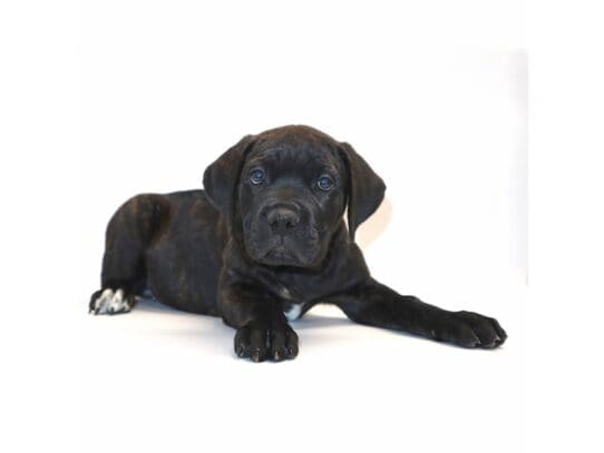 [#3281] Zorba - Black/Brindle Female Cane Corso Puppies For Sale
