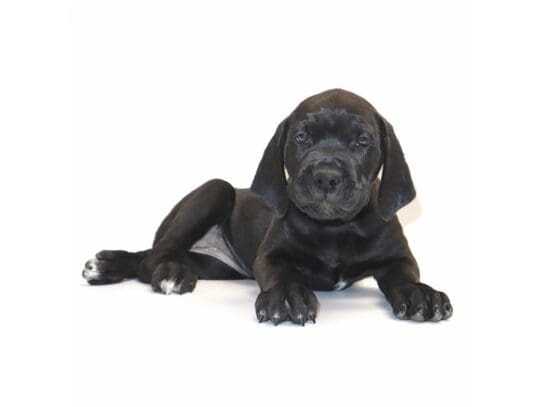 [#3282] Zelda - Black/Brindle Female Cane Corso Puppies For Sale