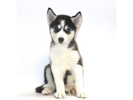 [#3283] Sandy - Black / White Female Siberian Husky Puppies For Sale