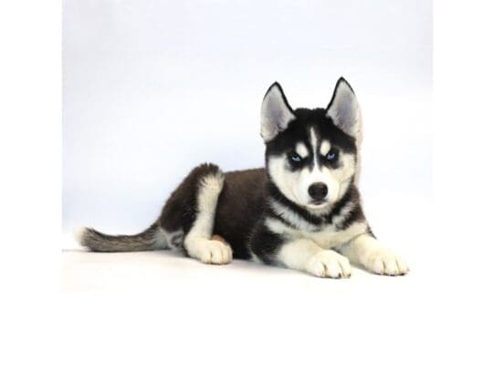 [#3284] Balto - Black / White Male Siberian Husky Puppies For Sale
