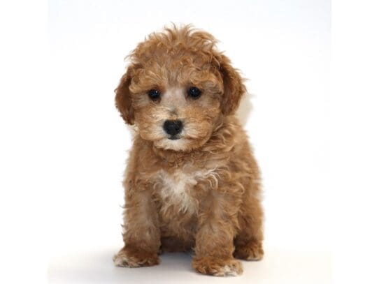 [#3285] Toto - Red / Apricot Male Poodle Puppies For Sale