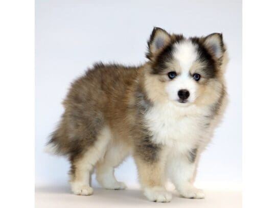 [#3286] Lady - Gray / White Female Pomsky Puppies For Sale