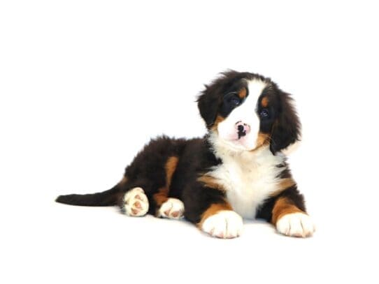 [#3287] Perdita - Black Rust / White Female Bernese Mountain Dog Puppies For Sale