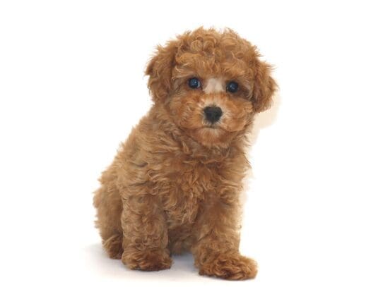 [#3288] Nana - Red Female Poodle Puppies For Sale