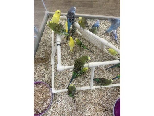 [#B002]  - Parakeets Birds For Sale